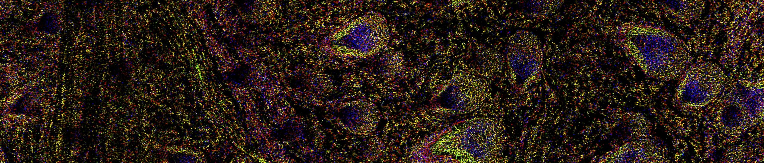 Follicle slice scaled